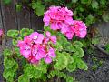 2002-0622Geranium